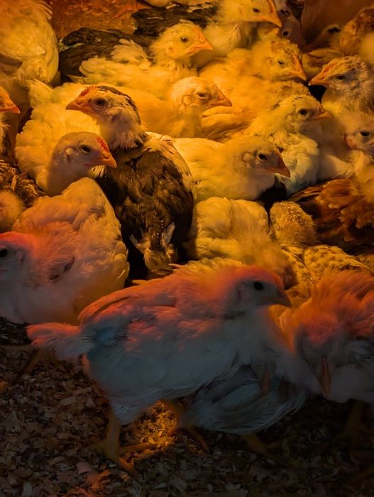 Pui de găină diferite rase