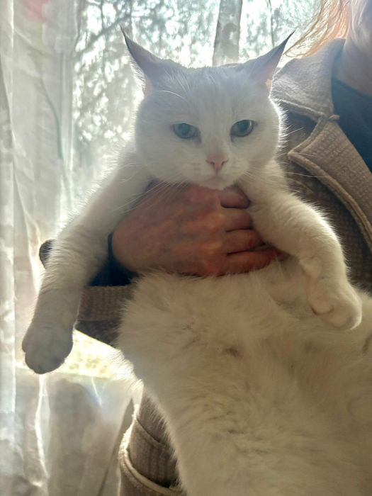 Котика,кастрированного,в добрые руки,отдаем.Лоток 5+.