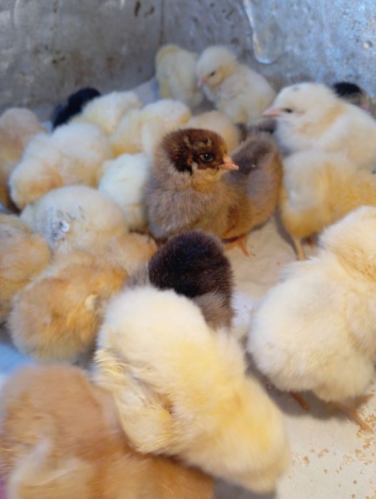 Балапандар сатылады жаңа туылған