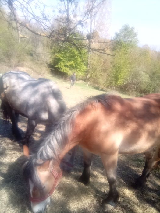 Cai semi grei de vanzare