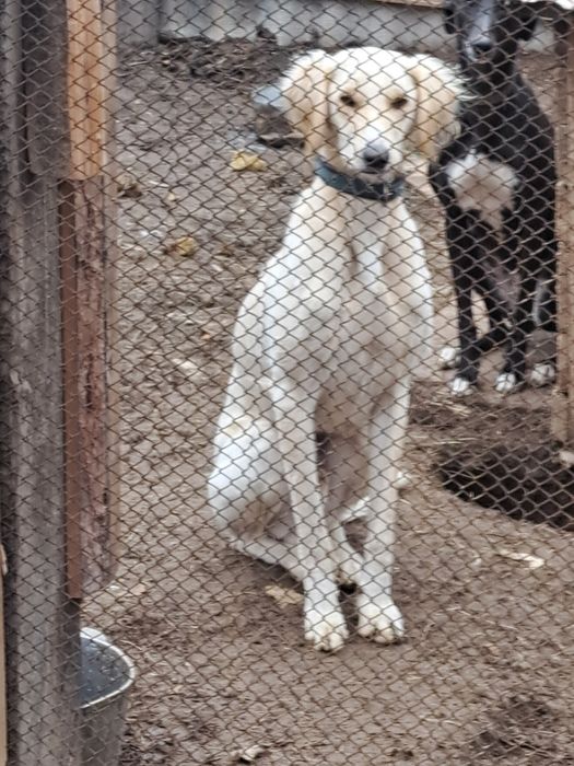 Тазы күшіктері сатылады