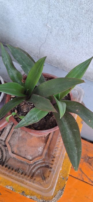 домашные горшочные цветы