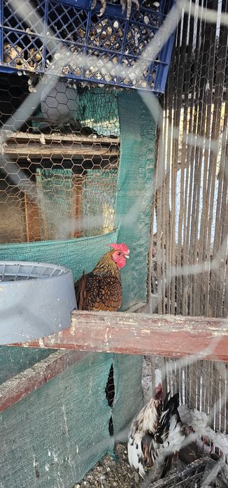 Cocoș sebright auriu