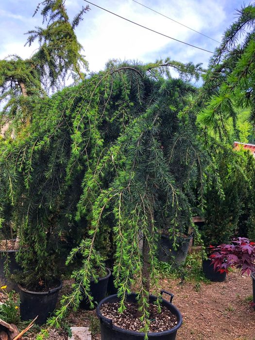 Cedru pletos ( plangator ) verde, argintiu, atlantica.