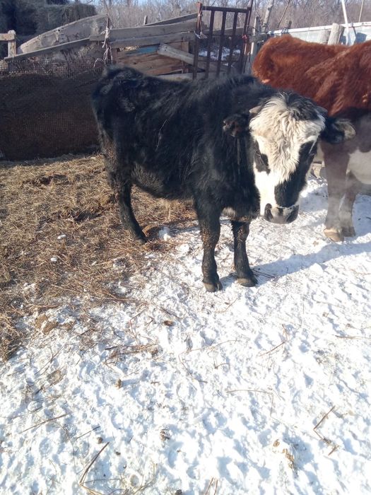 Еркеккк ургашыыы