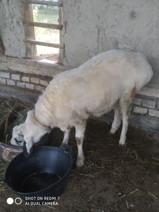 Қўчқор барра сотилади