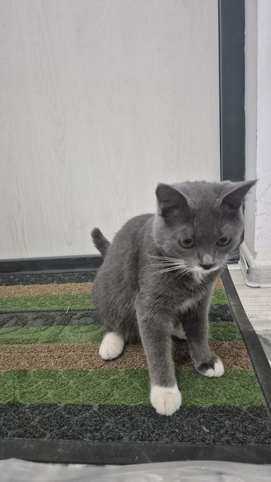 Strite Mushuk Sotiladi