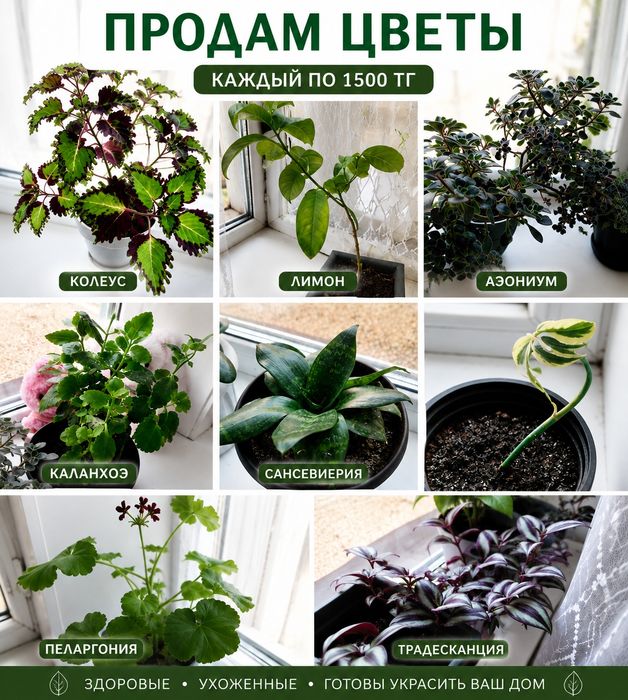 Продам комнатные цветы