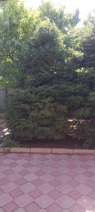 Ельки продается .