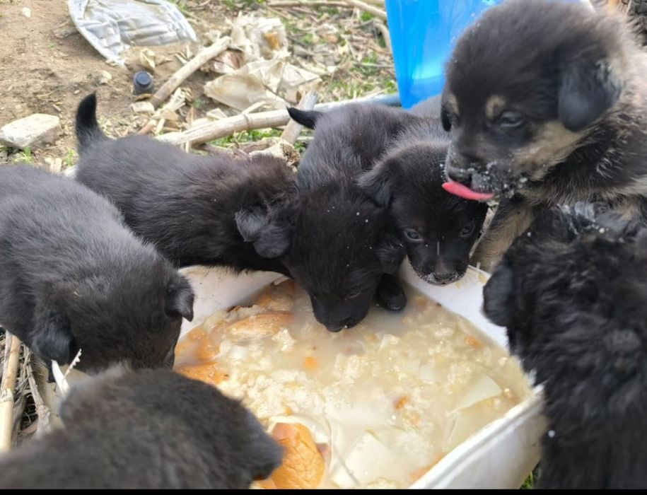 Отдам замечательных щенят в добрые руки