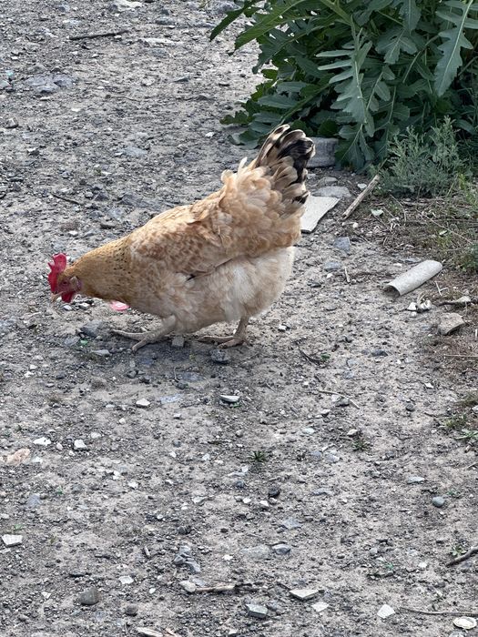 продам жороших  кур