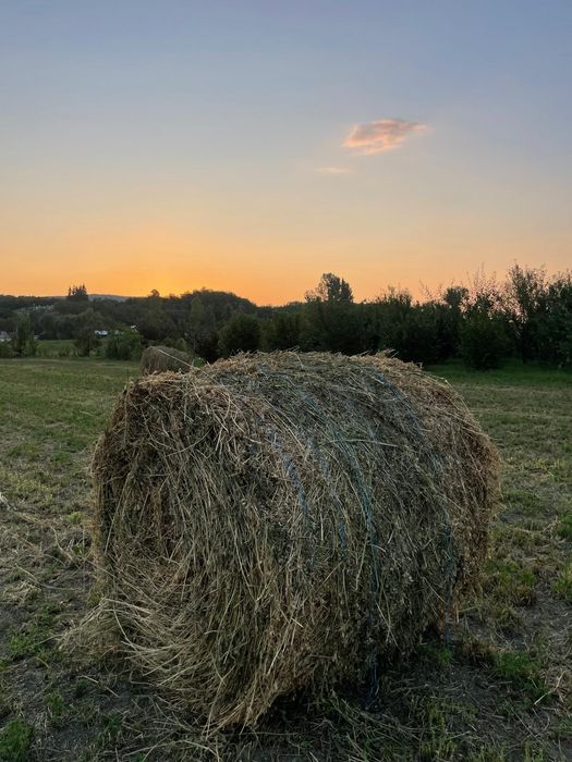 Vând baloți  lucernă și otavă