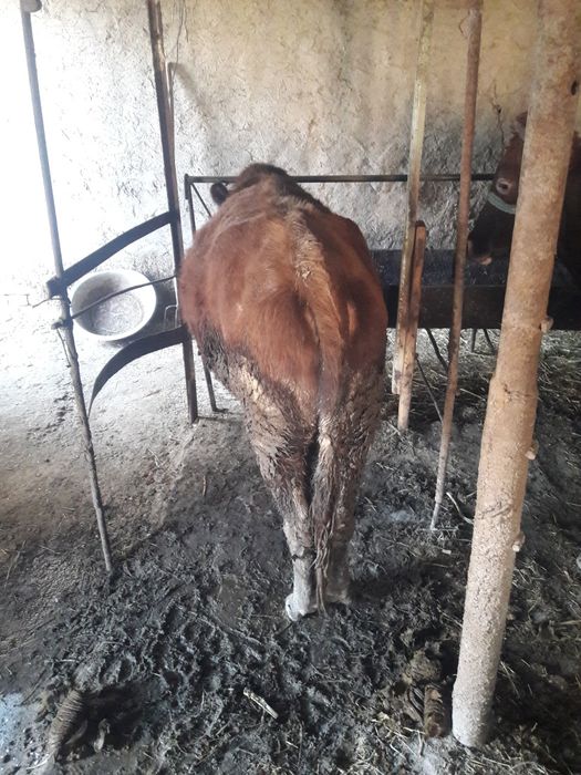 Yem yep turgan kal buqamiz sotiladi