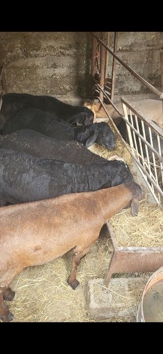Курбонлик учун куйлар сотилади, кассоб хизмати