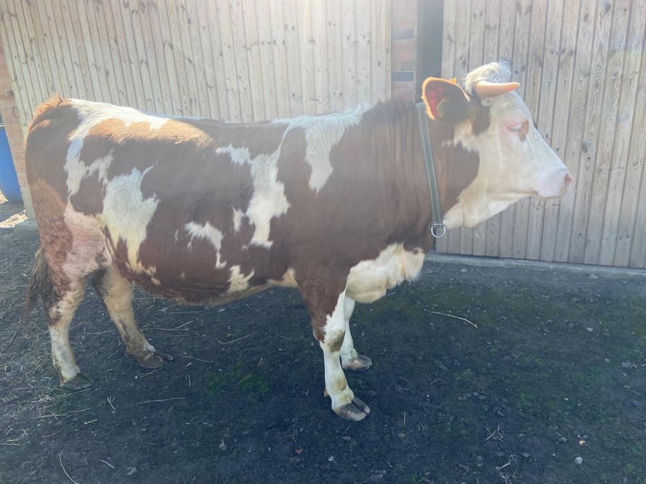 Juninca gestanta de vanzare