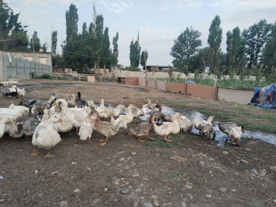 Үйрек сатылады  жас