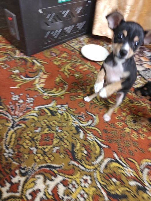 Продам щенков той терьера