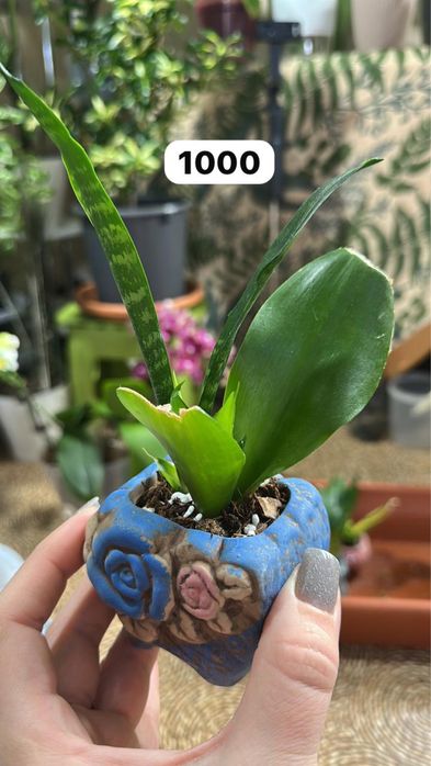 Комнатные растения