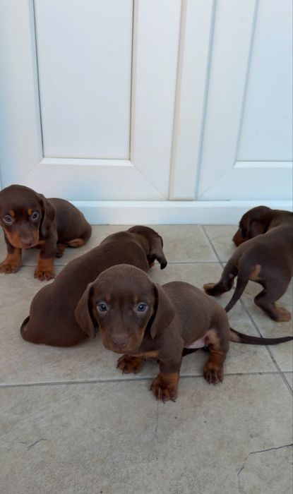 Baieti teckel ciocolatiu