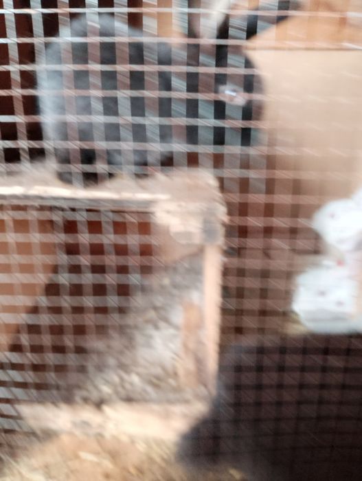 Продам крольчат трёх месячных