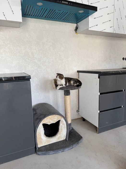 Chaqaloq buni eshakda istamaydi