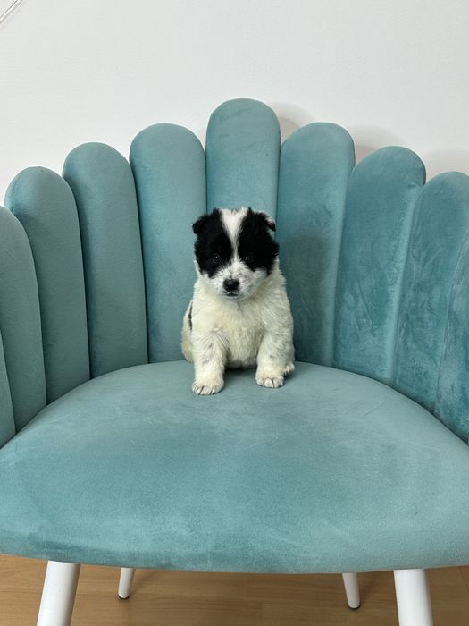 Отдам щенка в любящие руки