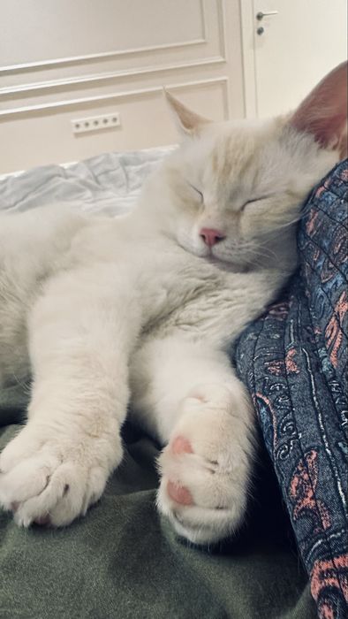 Кот ищет ответсвенную семью!