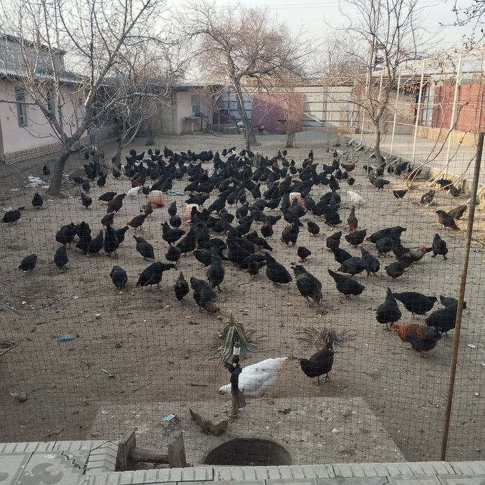 Андижон кора товуклари сотилади