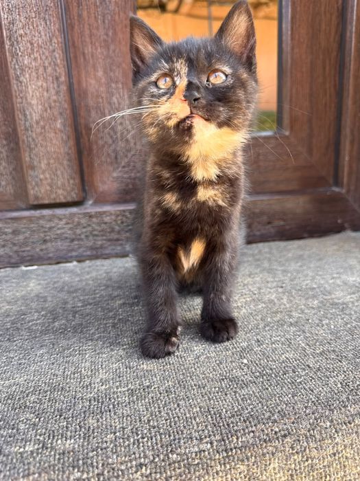 Pisici spre adoptie