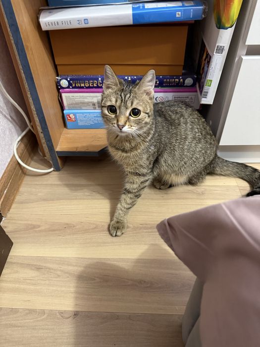 Отдам кошечку в добрые руки!