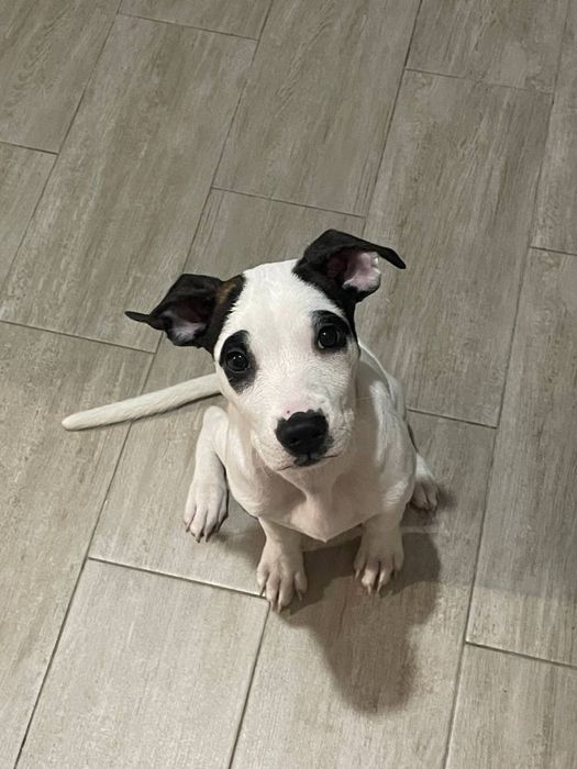 Американский стафордширский терьер