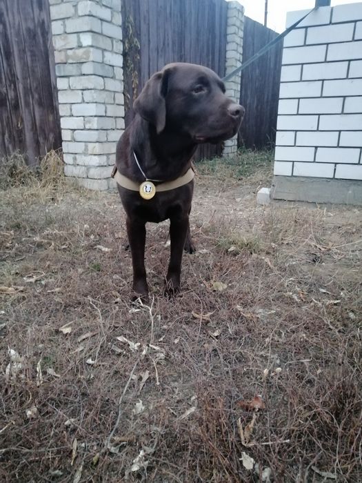 Предлогается кобель для вязки