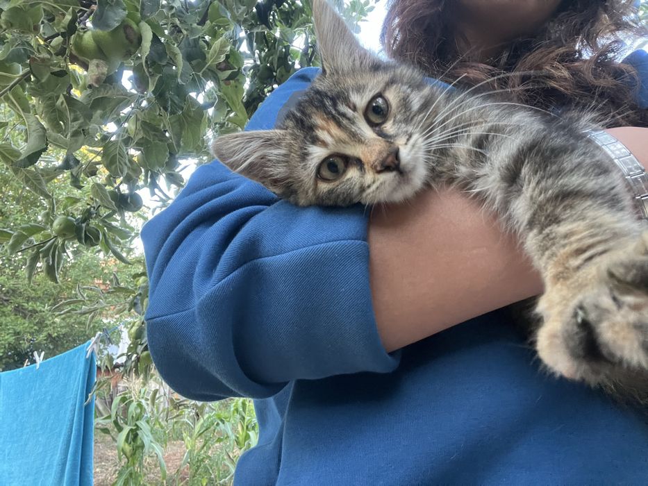 Коте на около 2 месеца си търси дом