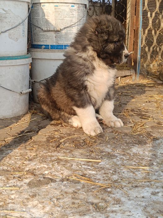 Срочно! Алабай  тобет  САО