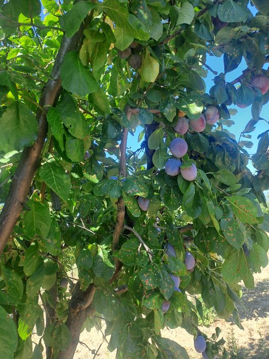 Prune de masă centenar