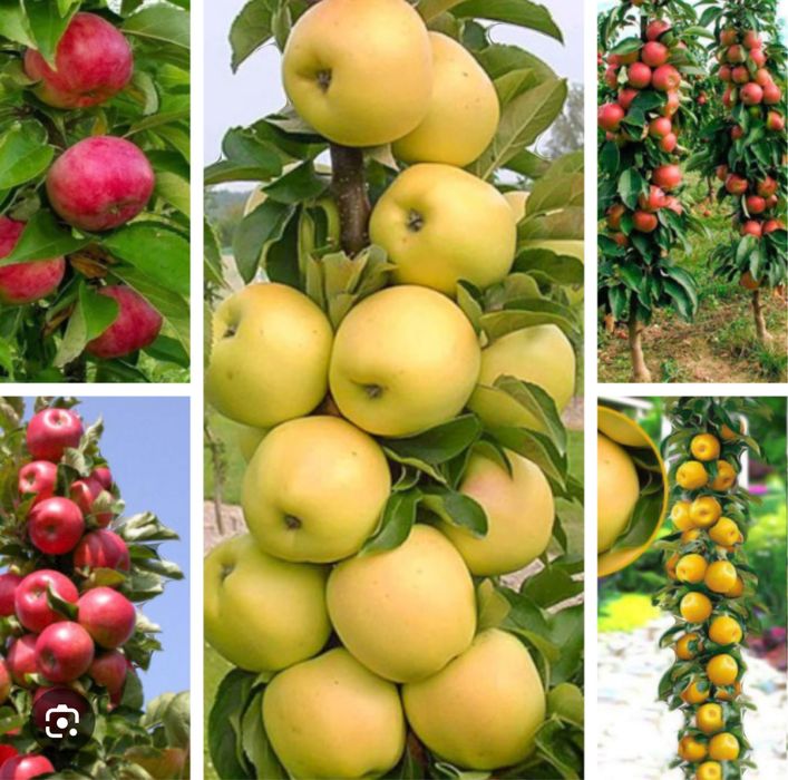 Pomi columnari fructiferi , diferiti ani de vegetatie
