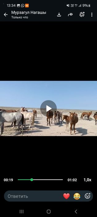 15 бас 7 бие 3 кулынды 6 тай 2кунажын