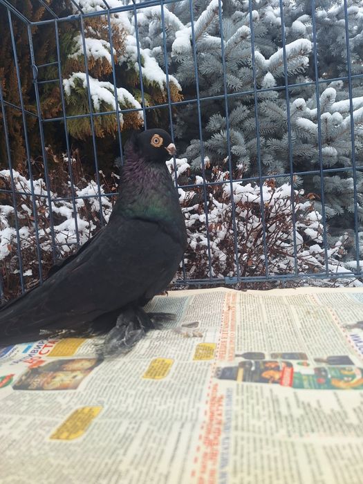 Продам самца жука молодого