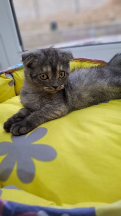 Zotli mushuk sotiladi 800000 ming divoman Narsalari bilan beraman