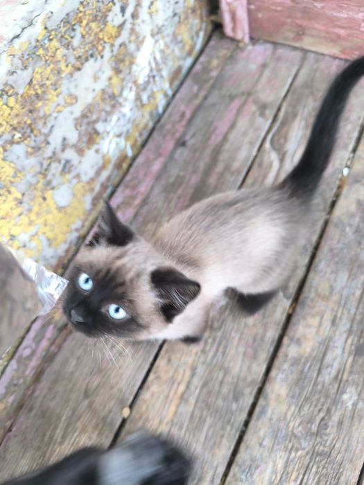 Отдам бесплатно котят в добрые руки