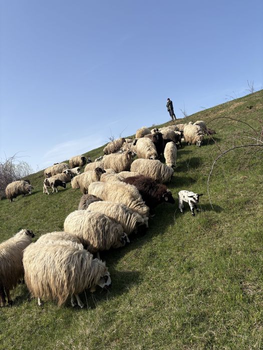Vand berbecuti si mielute