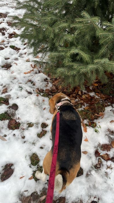 Выгул собак в вашем районе