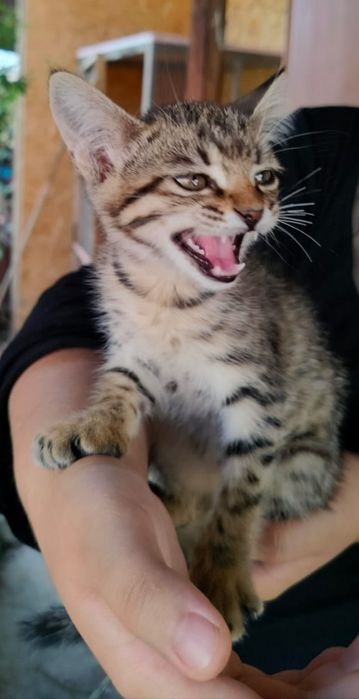 Котёнок в добрые руки