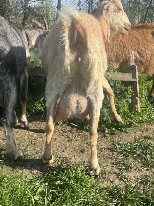 Capre de rasa  de vanzare