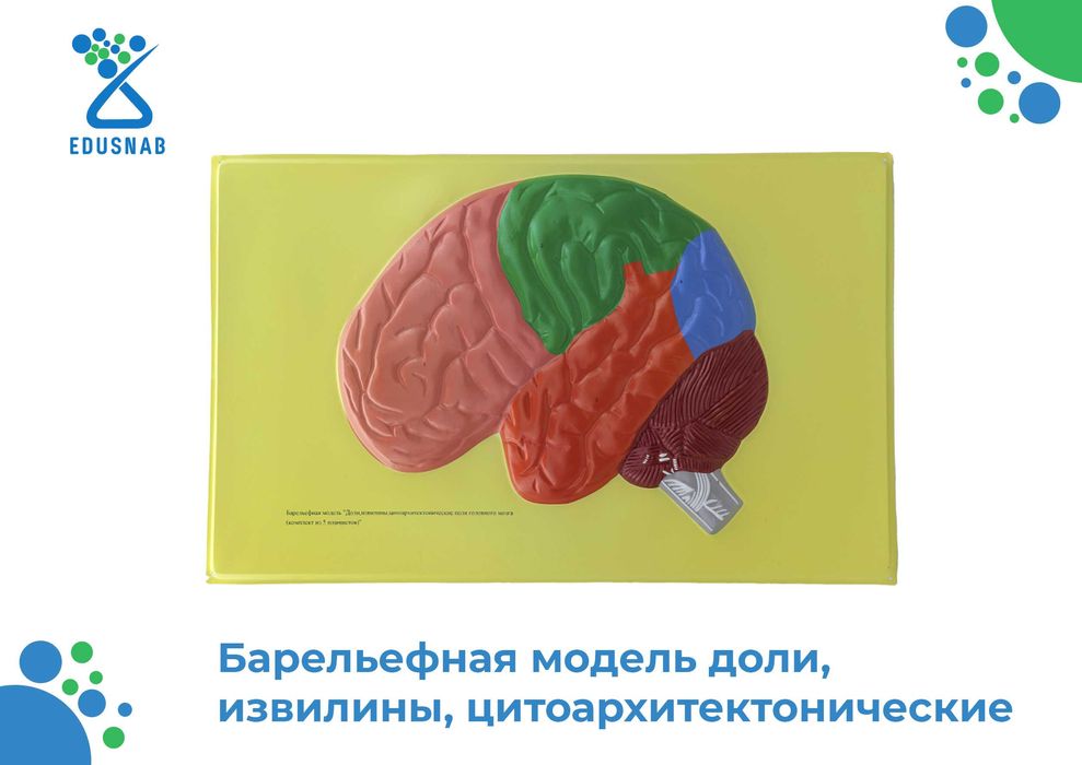 Барельефная модель / anatomik modellar/Tibbiy va ilmiy o‘quv asboblari