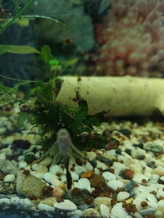 Продаю анцитрусы вуаливые по 25 тыс,  и есть простые по 10 тыс . Содыл