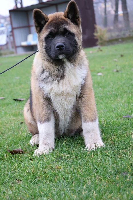 Femela  akita american pedigree tip A