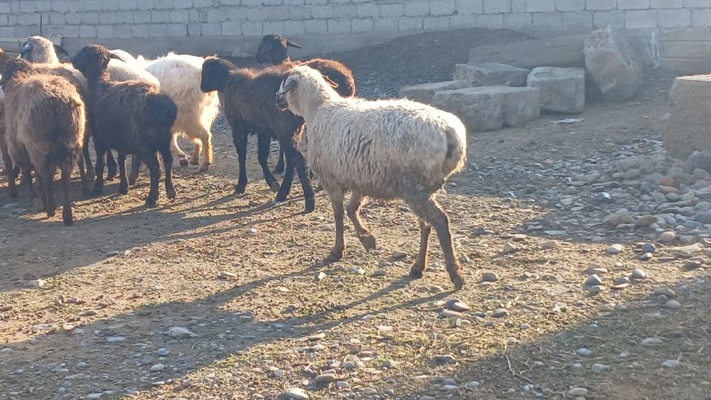 Қой сатылады туркестан қаласы