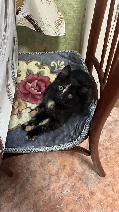 ВЫКИНУЛИ котенка!