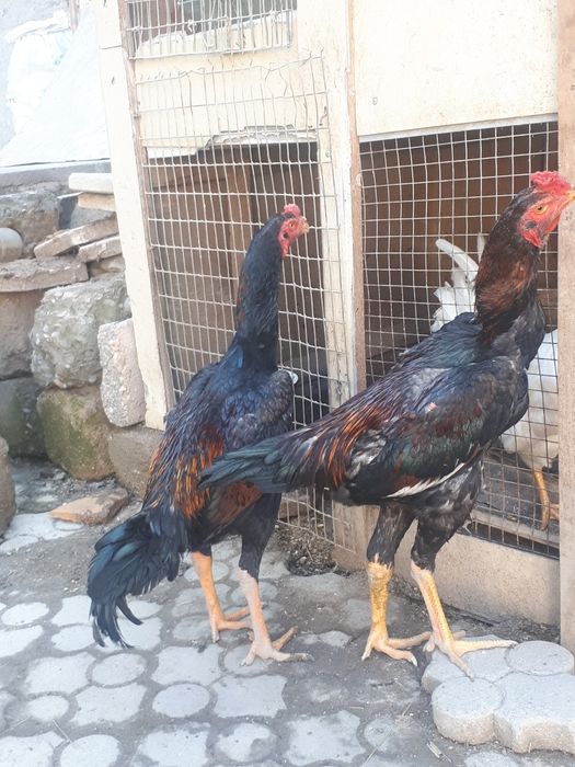 Dakan xurozlari sotiladi